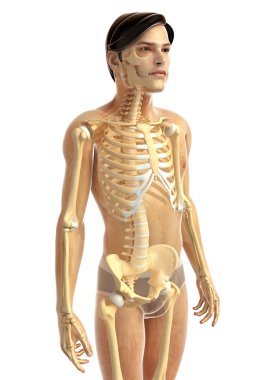 İnsan vücudu anatomisi