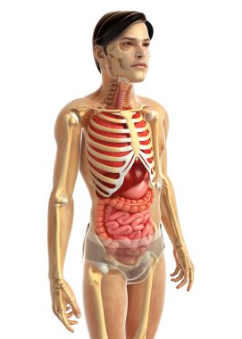 İnsan sindirim sistemi