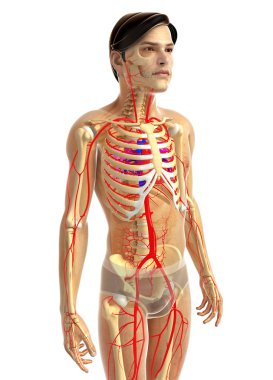 insan kalp anatomisi