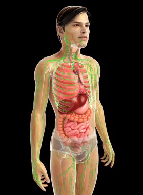 İnsan sindirim sistemi