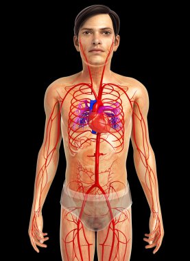 insan kalp anatomisi