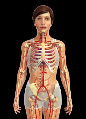 insan kalp anatomisi