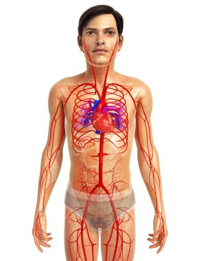 insan kalp anatomisi