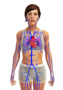insan kalp anatomisi