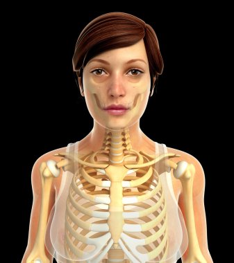 İnsan vücudu anatomisi