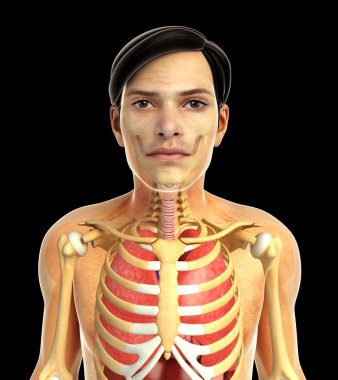 insan solunum sistemi