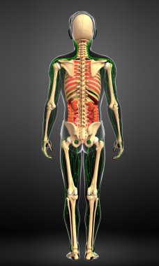 Lenfatik, iskelet ve sindirim sistemi erkek vücut sanat