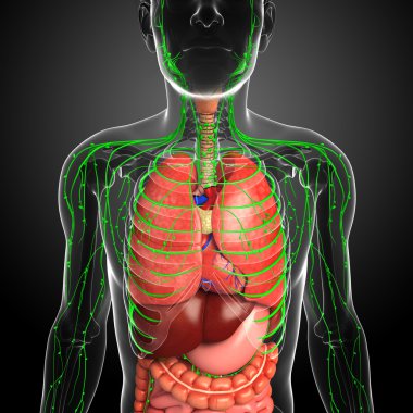 Lymphatic and digestive system of male body artwork clipart