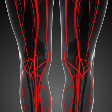 İnsan Arteryel sistemi