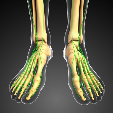 Lenfatik sistem insan ayağı iskelet sanat