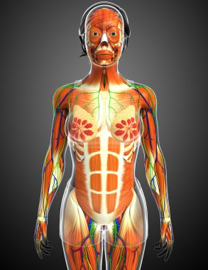 kadın kas anatomisi