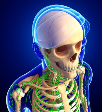 Lenfatik sistem erkek iskelet sanat