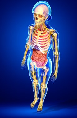 Kadın iskelet sinir ve sindirim sistemi resimler
