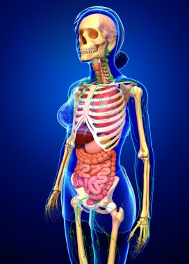 Lenfatik, iskelet ve sindirim sistemi kadın bedeni sanat