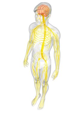 Erkek sinir sistemi sanat