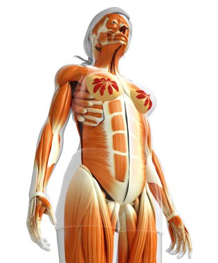 kadın kas anatomisi