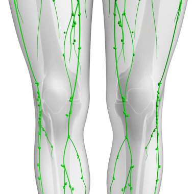Lenfatik sistem insan vücudunun