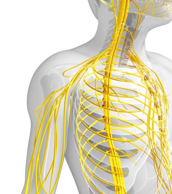 Erkek sinir sistemi sanat