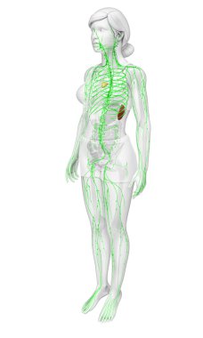 Lenfatik sistem insan vücudunun