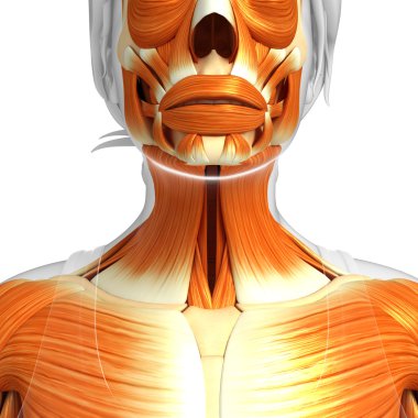 kadın kas anatomisi