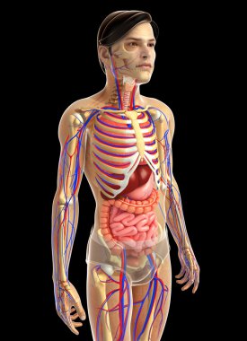 İnsan sindirim sistemi