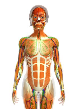 kadın kas anatomisi