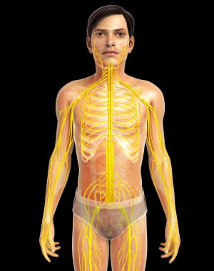 İnsan sinir sistemi sanat