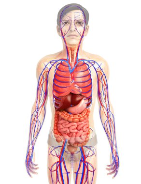 İnsan sindirim sistemi