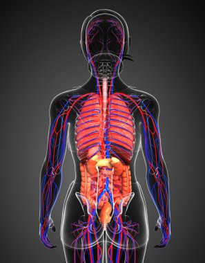Sindirim ve dolaşım sistemi kadın bedeni