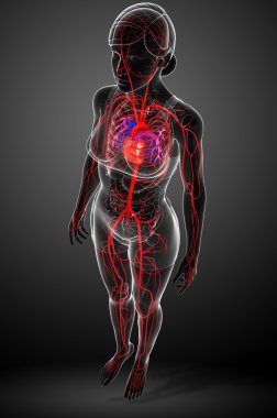 Kadın Arteryel sistemi