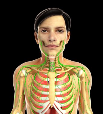 insan solunum sistemi