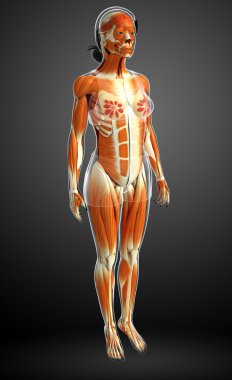 kadın kas anatomisi