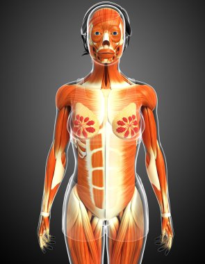 kadın kas anatomisi