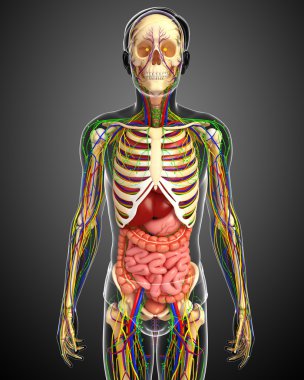 Lenfatik, iskelet, sinir ve erkek anat dolaşım sistemi