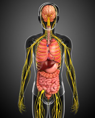 Sinir ve sindirim sistemi sanat erkek vücut
