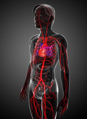 Erkek Arteryel sistemi