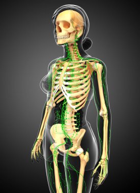 Lenfatik sistem kadın iskelet sanat