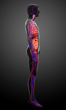 Sindirim ve dolaşım sistemi erkek vücudunun