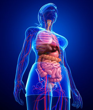 Sindirim ve dolaşım sistemi kadın bedeni