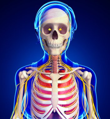 Kadın iskelet sinir ve sindirim sistemi resimler