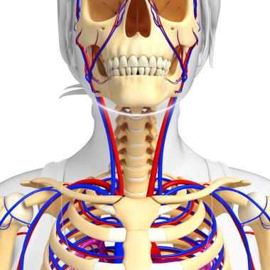 kadın iskelet dolaşım sistemi