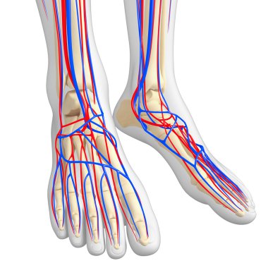 İnsan iskelet dolaşım sistemi