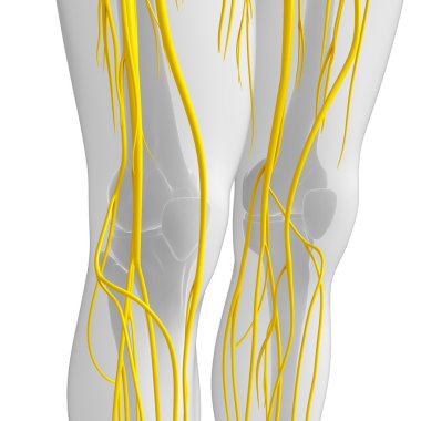 İnsan sinir sistemi sanat