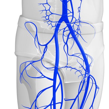İnsan dolaşım sistemi