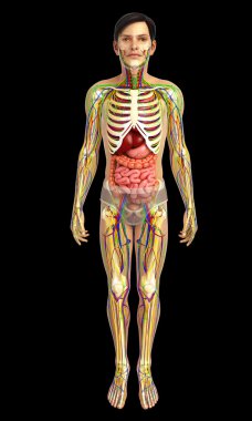 İnsan sindirim sistemi