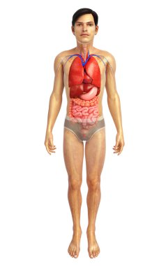 İnsan sindirim sistemi