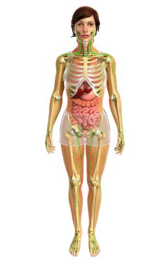 İnsan sindirim sistemi