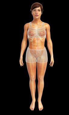 İnsan vücudu anatomisi