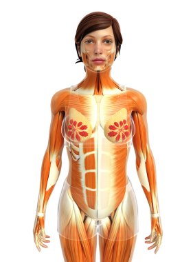 kadın kas anatomisi