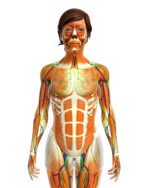 kadın kas anatomisi